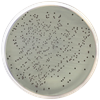 Agar Slanetz-Bartley (ISO 7899-2), 500 g, Conda