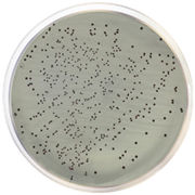 Agar Slanetz-Bartley (ISO 7899-2), 500 g, Conda